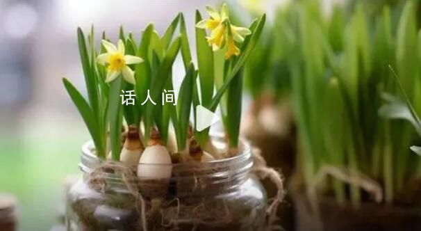 夫妻誤把水仙當蒜苗吃后中毒狂吐 經治療目前已脫離危險