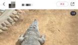 山東一動物園動物集體“胖炸” 讓不少人擔心它們的健康狀況