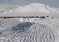 蒙古國近66.8萬頭牲畜死亡 在嚴寒與暴風雪天氣中死亡