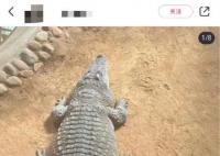 山東一動(dòng)物園動(dòng)物集體“胖炸” 讓不少人擔(dān)心它們的健康狀況