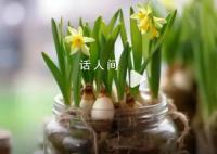 夫妻誤把水仙當蒜苗吃后中毒狂吐 經治療目前已脫離危險