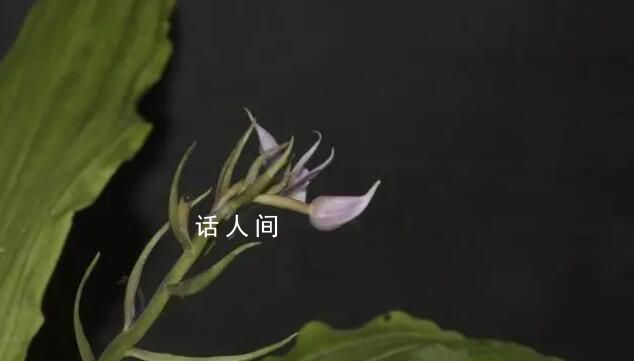云南發(fā)現(xiàn)蘭科新種盈江蝦脊蘭 云南銅壁關(guān)保護(hù)區(qū)發(fā)現(xiàn)了一種蘭科植物新物種