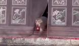 潑猴組團大鬧寺廟偷拿貢品 ，猴子是野生的不好干預