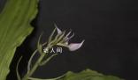 云南發現蘭科新種盈江蝦脊蘭 云南銅壁關保護區發現了一種蘭科植物新物種