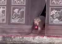 潑猴組團大鬧寺廟偷拿貢品 ，猴子是野生的不好干預