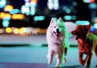 Sora的潘多拉魔盒里有什么 世界模型提前實現了嗎