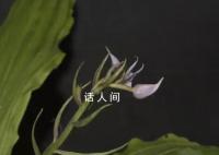 云南發現蘭科新種盈江蝦脊蘭 云南銅壁關保護區發現了一種蘭科植物新物種