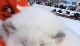 哈爾濱文旅稱白狐合影不合規 嚴禁動物進入中央大街