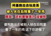 柯基跑丟后被人關雞棚看了一年雞 覺得很幸運它還在最后帶回家了