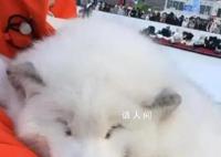 哈爾濱文旅稱白狐合影不合規 嚴禁動物進入中央大街
