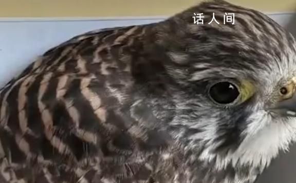 女子撿到國家二級保護動物 撿到二級保護動物怎么辦