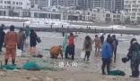 煙臺多人撿海腸被海浪擊倒溺水 落水者已被救起送醫