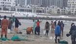 海邊發(fā)生多起撈海腸溺水事件 有人冒險下海打撈