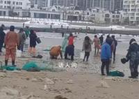 煙臺多人撿海腸被海浪擊倒溺水 落水者已被救起送醫