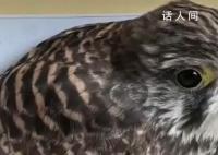 女子撿到國家二級保護動物 撿到二級保護動物怎么辦