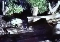 花花被遺忘外場飼養員被解聘 花花身體狀況無異常
