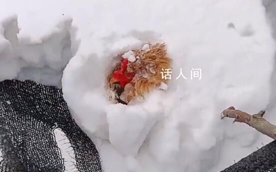 主人撿雞蛋發(fā)現(xiàn)雞被雪埋3天還活著 生命太頑強(qiáng)
