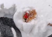 主人撿雞蛋發(fā)現(xiàn)雞被雪埋3天還活著 生命太頑強(qiáng)