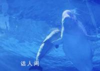 小白鯨“湯圓”成海洋館新寵 引來很多游客在展示缸前駐足觀看