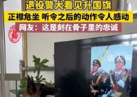 退役警犬看見升國旗正襟危坐 網友：這是刻在骨子里的忠誠
