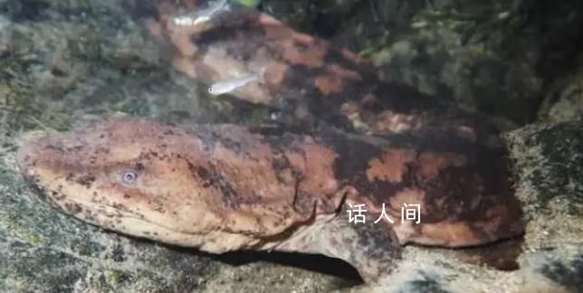 日本發(fā)現(xiàn)兩只純種中國大鯢 這次發(fā)現(xiàn)可能成為滅絕物種復活的新希望