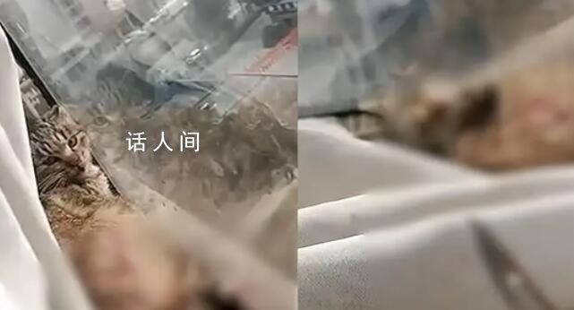 女子邊笑邊拿刀捅貓 派出所回應
