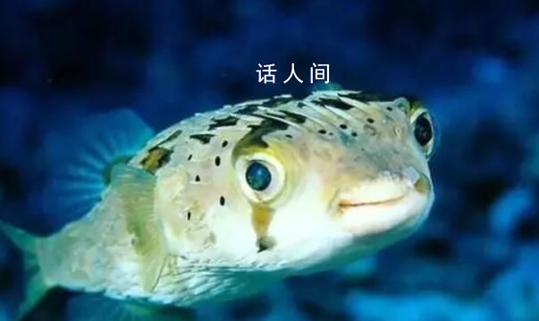 海魚比淡水魚更有營養?兩者在營養成分上并沒有太大差異