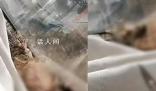 女子邊笑邊拿刀捅貓 派出所回應