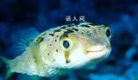 海魚比淡水魚更有營養?兩者在營養成分上并沒有太大差異