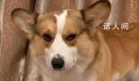 女子紅眼病傳染全家 連狗眼都紅了