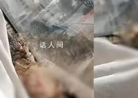 女子邊笑邊拿刀捅貓 派出所回應