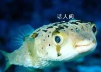 海魚比淡水魚更有營養(yǎng)?兩者在營養(yǎng)成分上并沒有太大差異