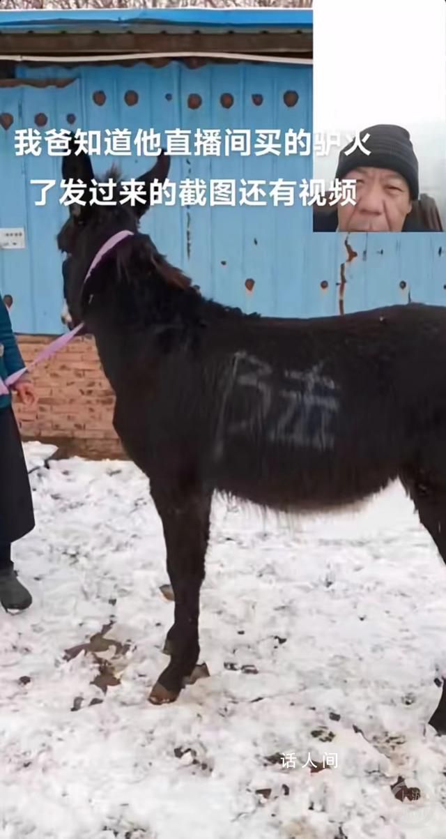山東大哥回應(yīng)直播間賣活驢 年前確實(shí)送了一頭驢到廣西