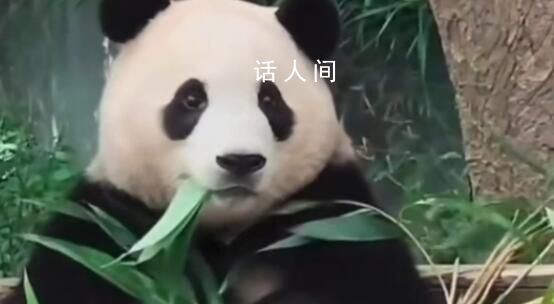 韓國民眾排隊(duì)4個(gè)小時(shí)告別福寶 愛寶樂園游客日均訪問量超過8000人次