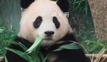 韓國民眾排隊4個小時告別福寶 愛寶樂園游客日均訪問量超過8000人次