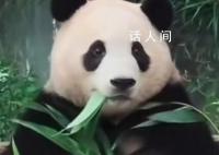 韓國民眾排隊4個小時告別福寶 愛寶樂園游客日均訪問量超過8000人次
