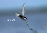 鳥兒被內(nèi)蒙古的風封印了 網(wǎng)友：逆風的方向更適合飛翔