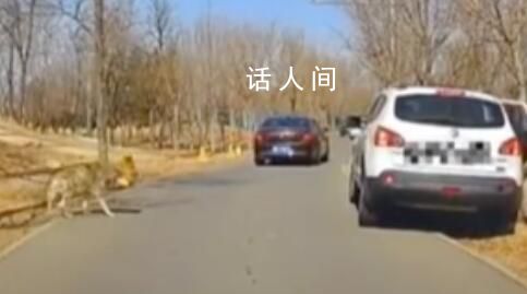 女子野生動物園下車狼悄悄靠近 網(wǎng)友立即按喇叭提醒