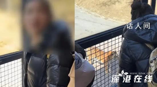 游客多次向老虎身上滋飲料 網友兩次上前勸阻反被懟關你什么事