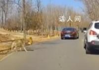 女子野生動物園下車狼悄悄靠近 網(wǎng)友立即按喇叭提醒