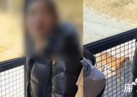 游客多次向老虎身上滋飲料 網友兩次上前勸阻反被懟關你什么事