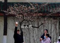 南京雞鳴寺的櫻花消息樹開了 預示著南京最美櫻花季即將到來