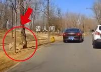 動物園回應女子抱娃下車險被狼襲擊 提醒游客遵守園區安全規定