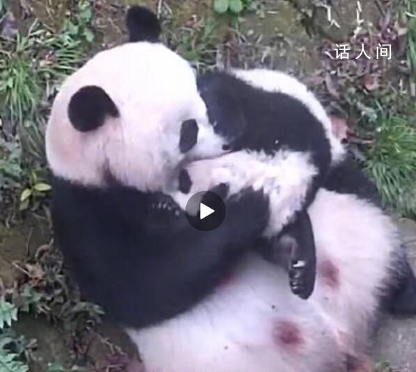 大熊貓花式吸娃越吸越上頭 這么吸娃才得勁兒