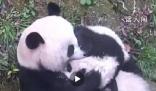 大熊貓花式吸娃越吸越上頭 這么吸娃才得勁兒