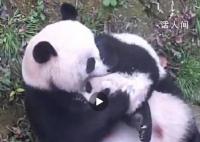 大熊貓花式吸娃越吸越上頭 這么吸娃才得勁兒