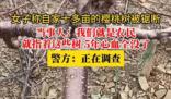 女子稱自家十多畝櫻桃樹被人鋸斷 目前已經(jīng)報(bào)警警方還在調(diào)查中