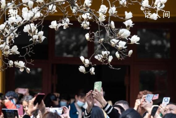 杭州法喜寺500歲玉蘭如期綻放 目前已經全面盛開