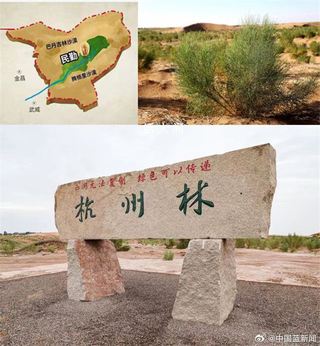 甘肅杭州林面積已大過西湖 騰格里沙漠種下的的西湖綠已有15000畝