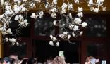 杭州法喜寺500歲玉蘭如期綻放 目前已經全面盛開